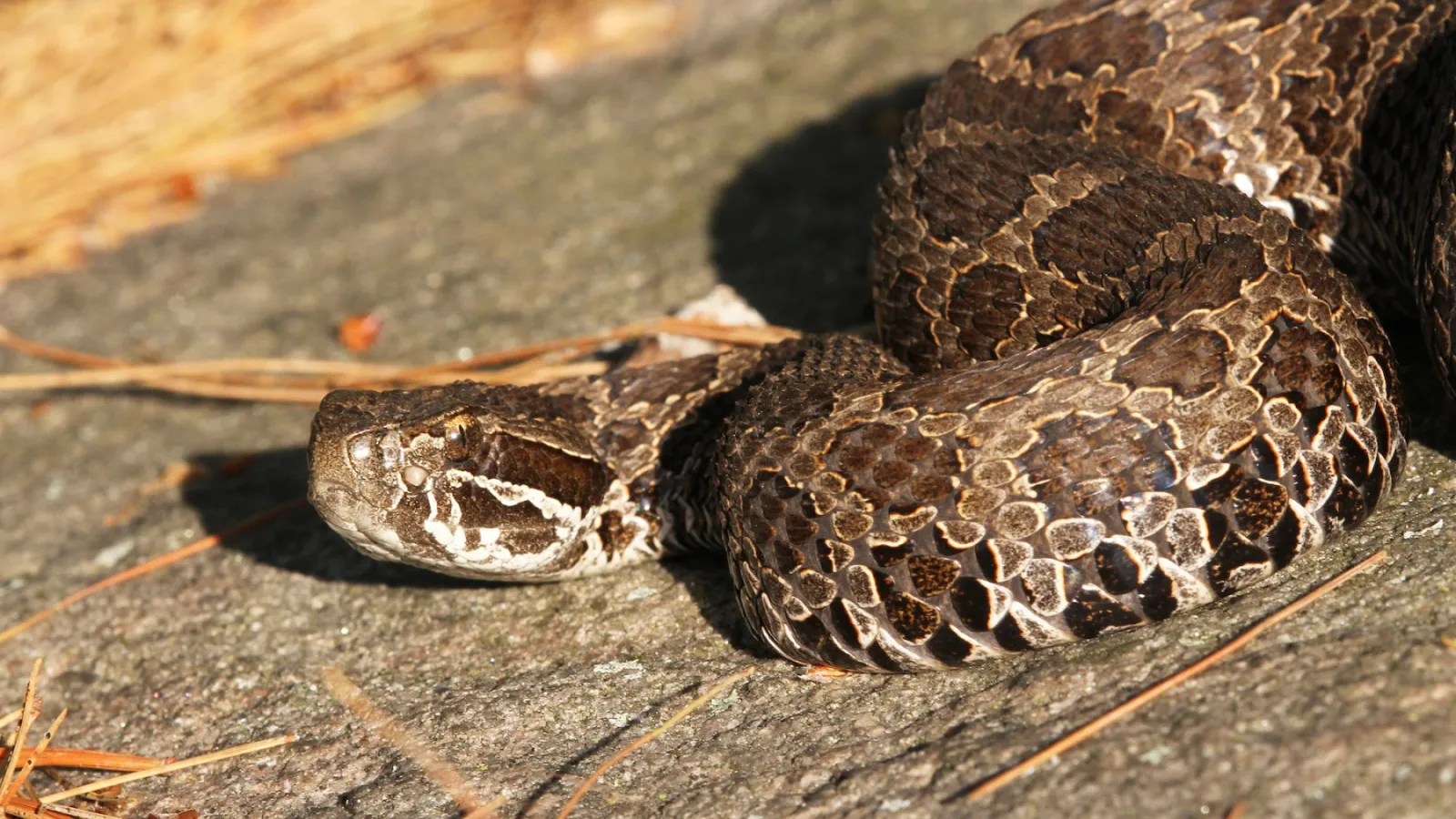 close-up of eastern massasauga rattlesnake