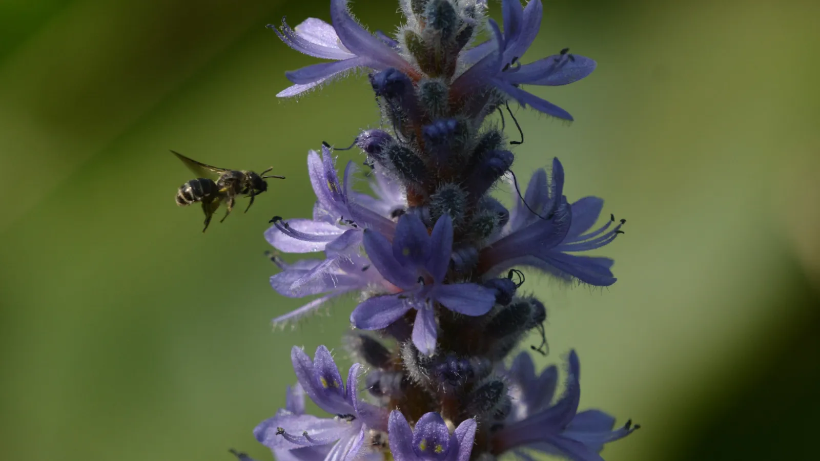 Dufourea novaeangliae, a specialist bee, flies toward the flower of a Pickerelweed