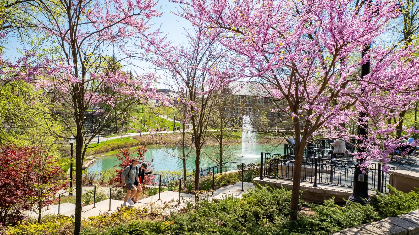 Mirror Lake fountain in background with blooming Redbuds and steps in foreground