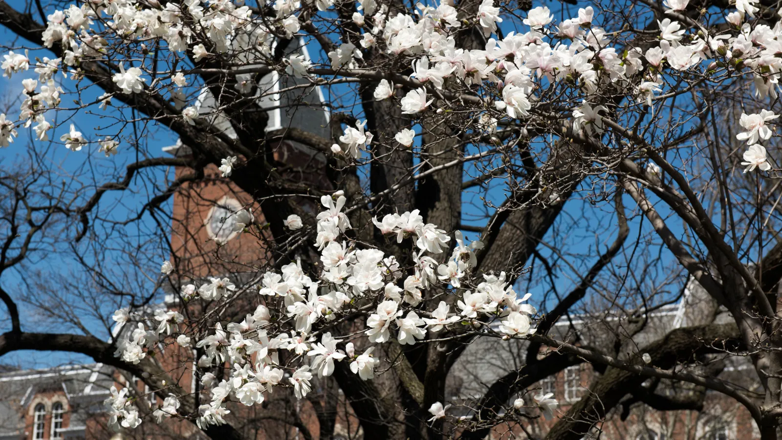 glimpse of university hall in background through white buds in foreground