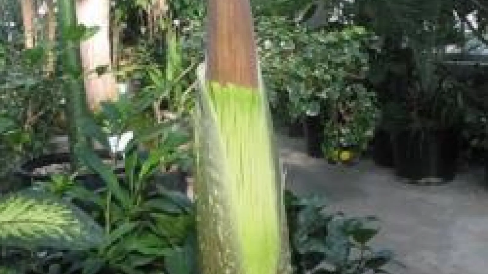 closeup of Titan Arum just before opening
