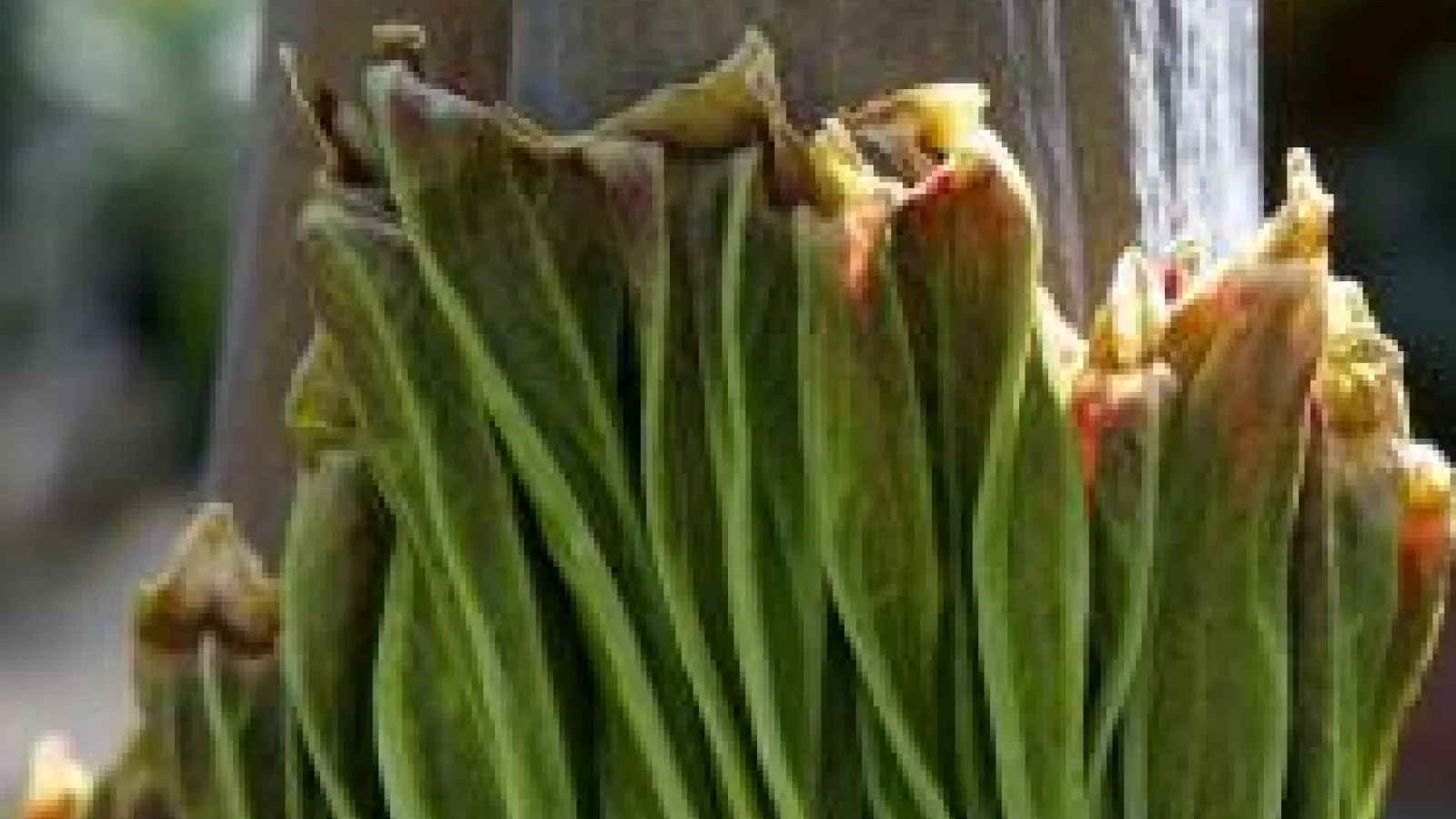 closeup of Titan arum spathe with small portion of spadix showing
