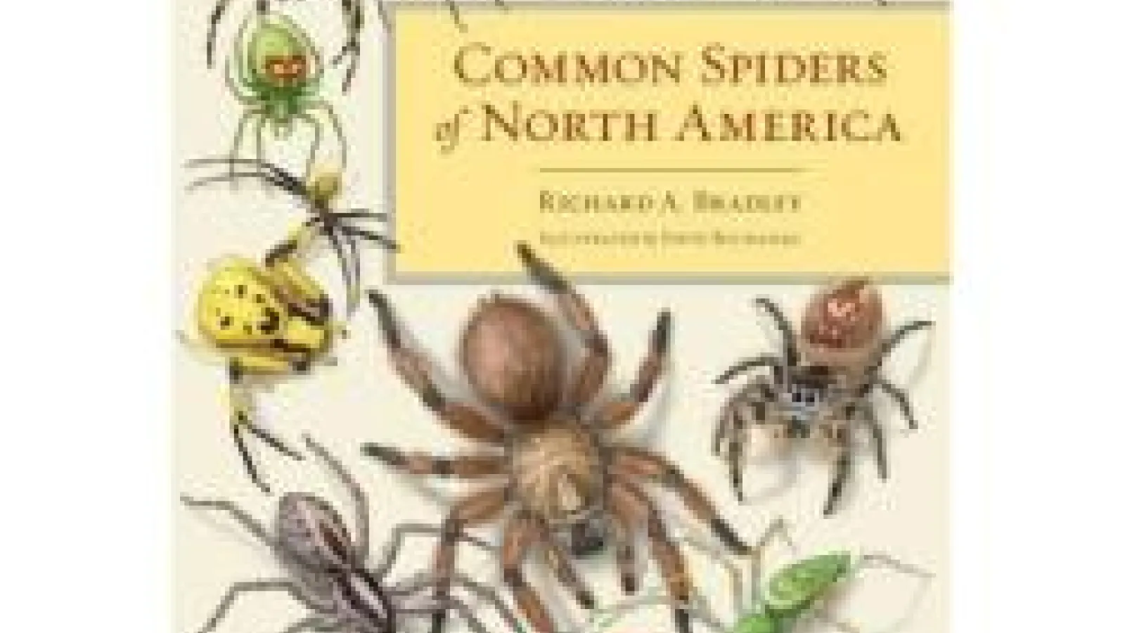 common spiders of north america book