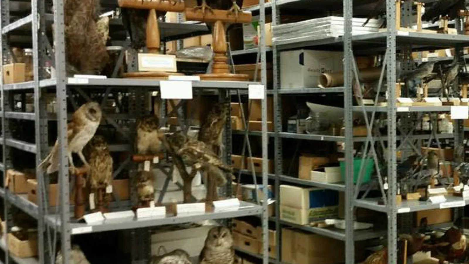 tetrapods