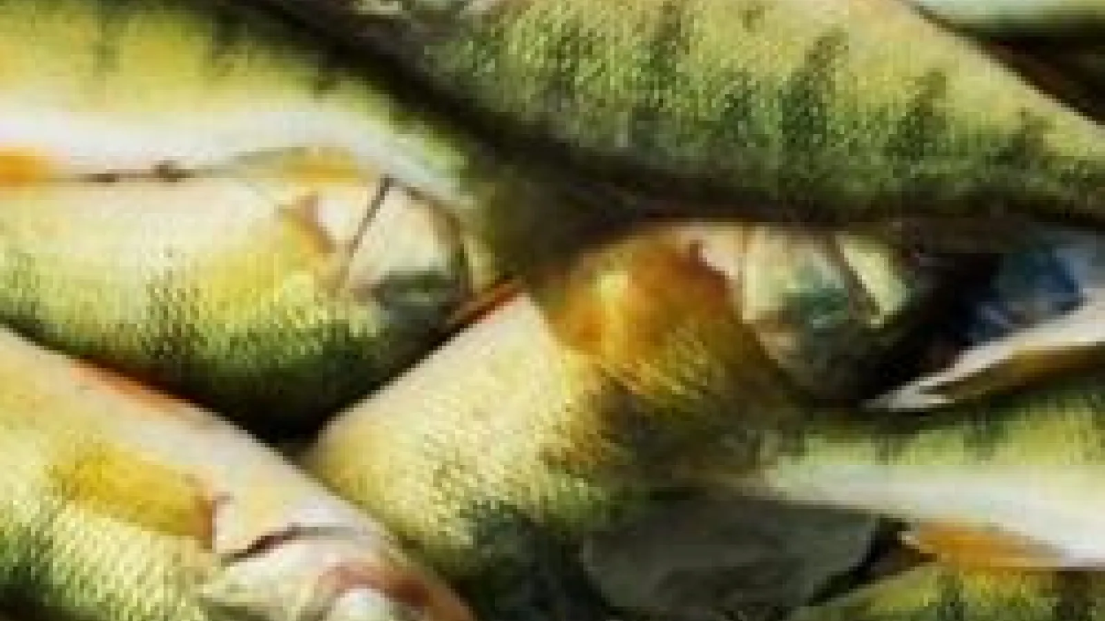 closeup of pile of perch
