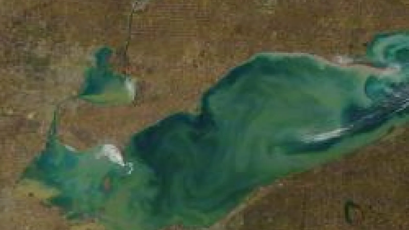 aerial view of Lake Erie cyanobacteria blooms