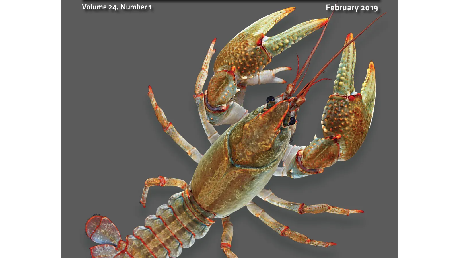 Mael Glon's crayfish cover