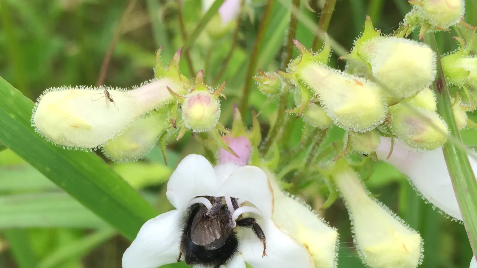 bumblebee