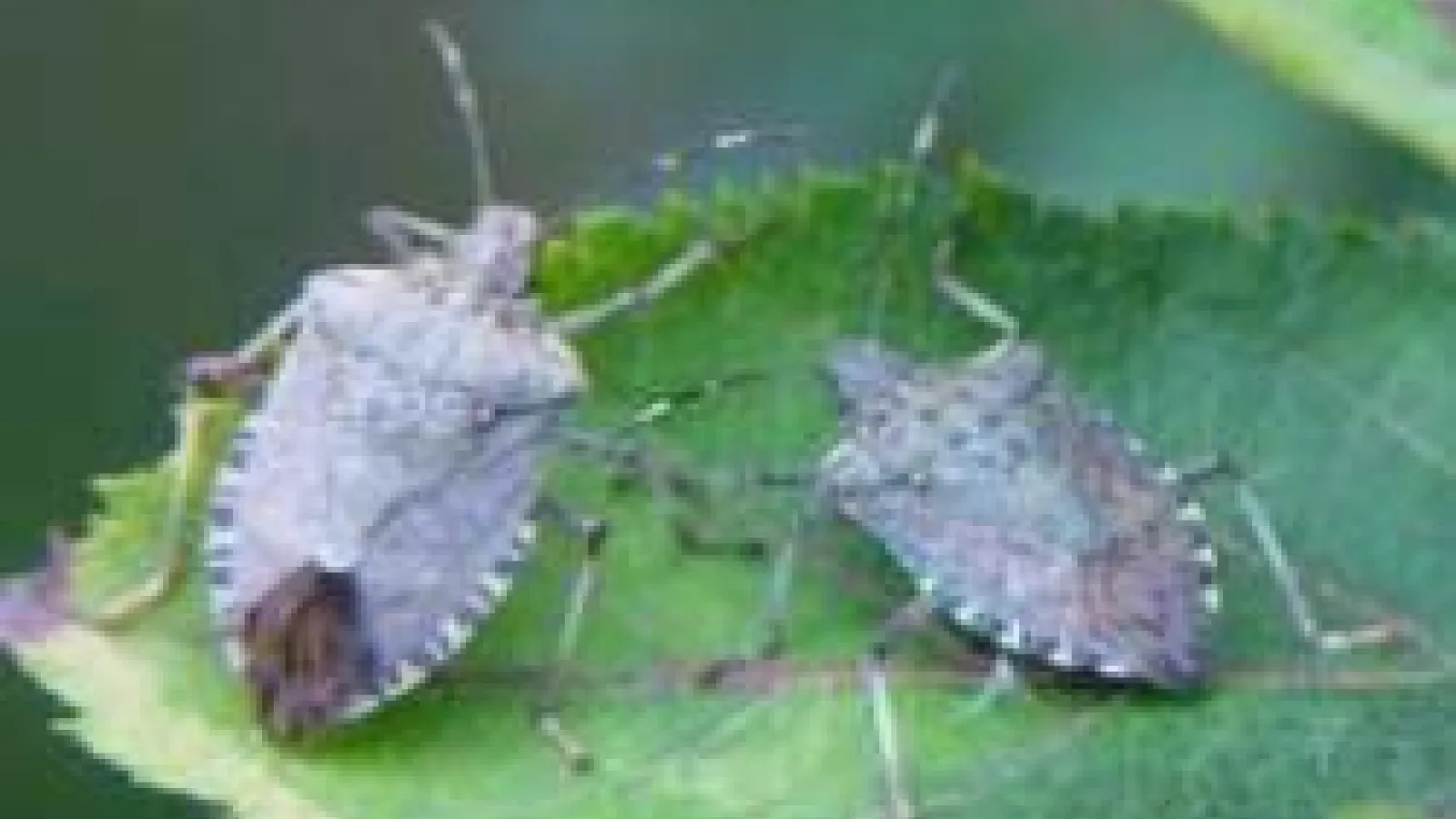 closeup of 2 stinkbugs on a leaf