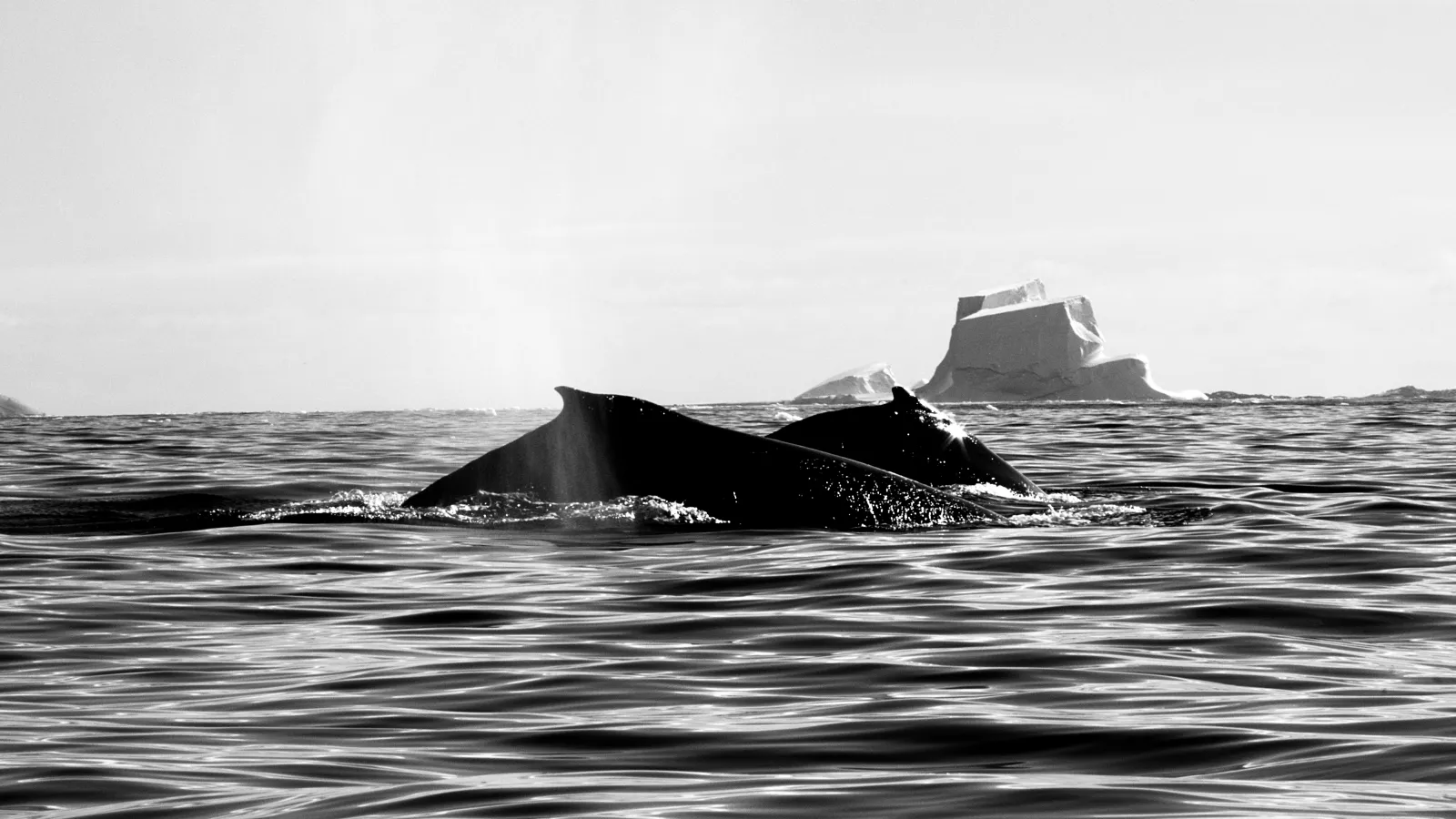 humpback