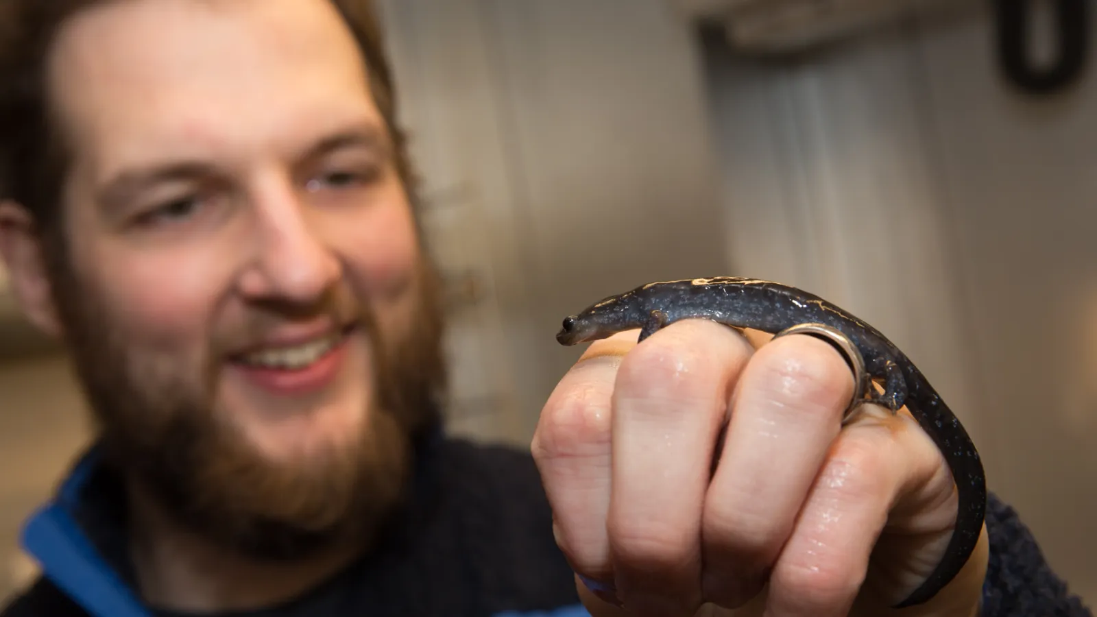 denton_salamander