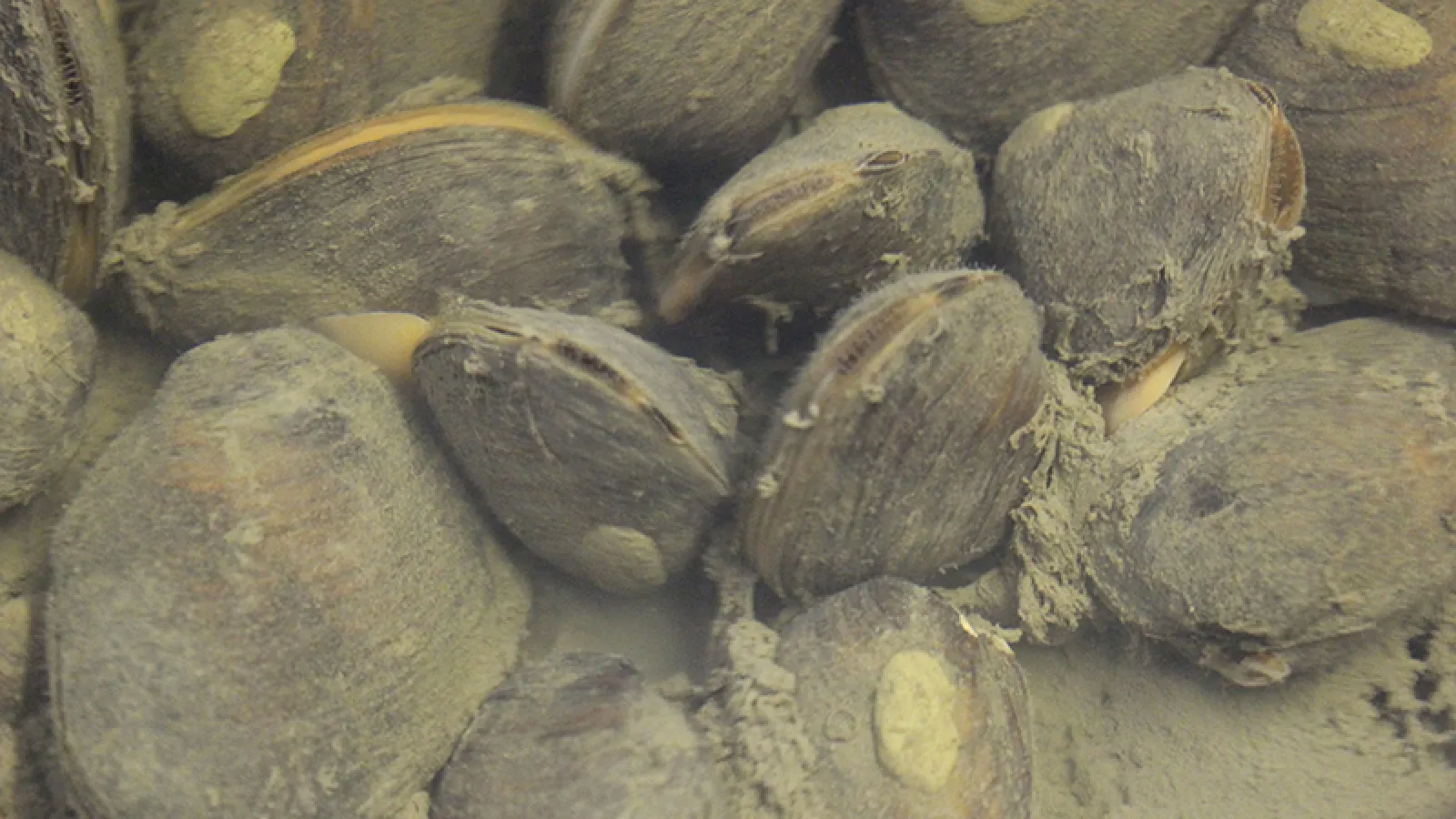 mussels
