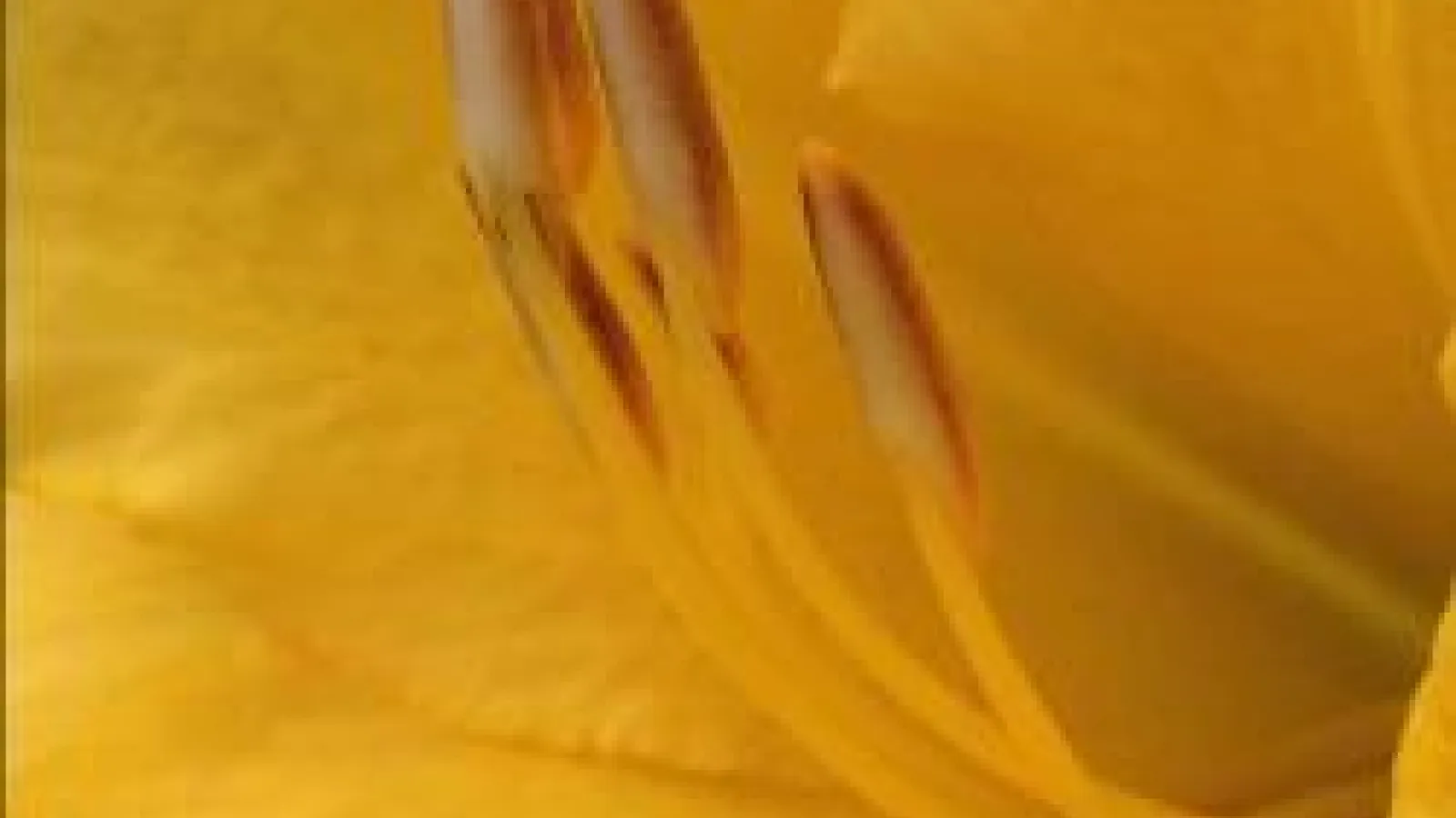 summer 2014 MBD newsletter cover showing closeup of anthers on a daylily