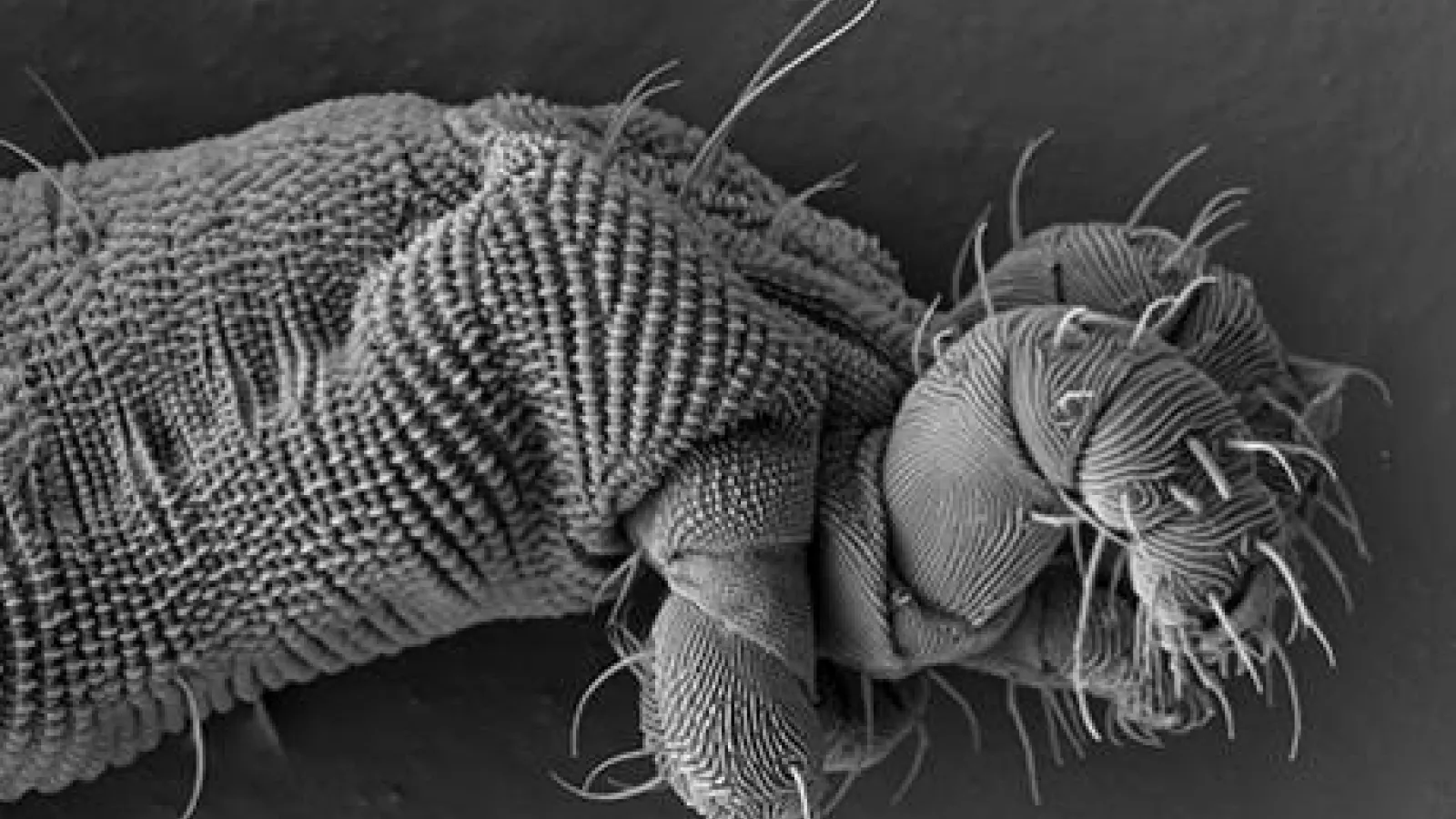 Nematalycidae