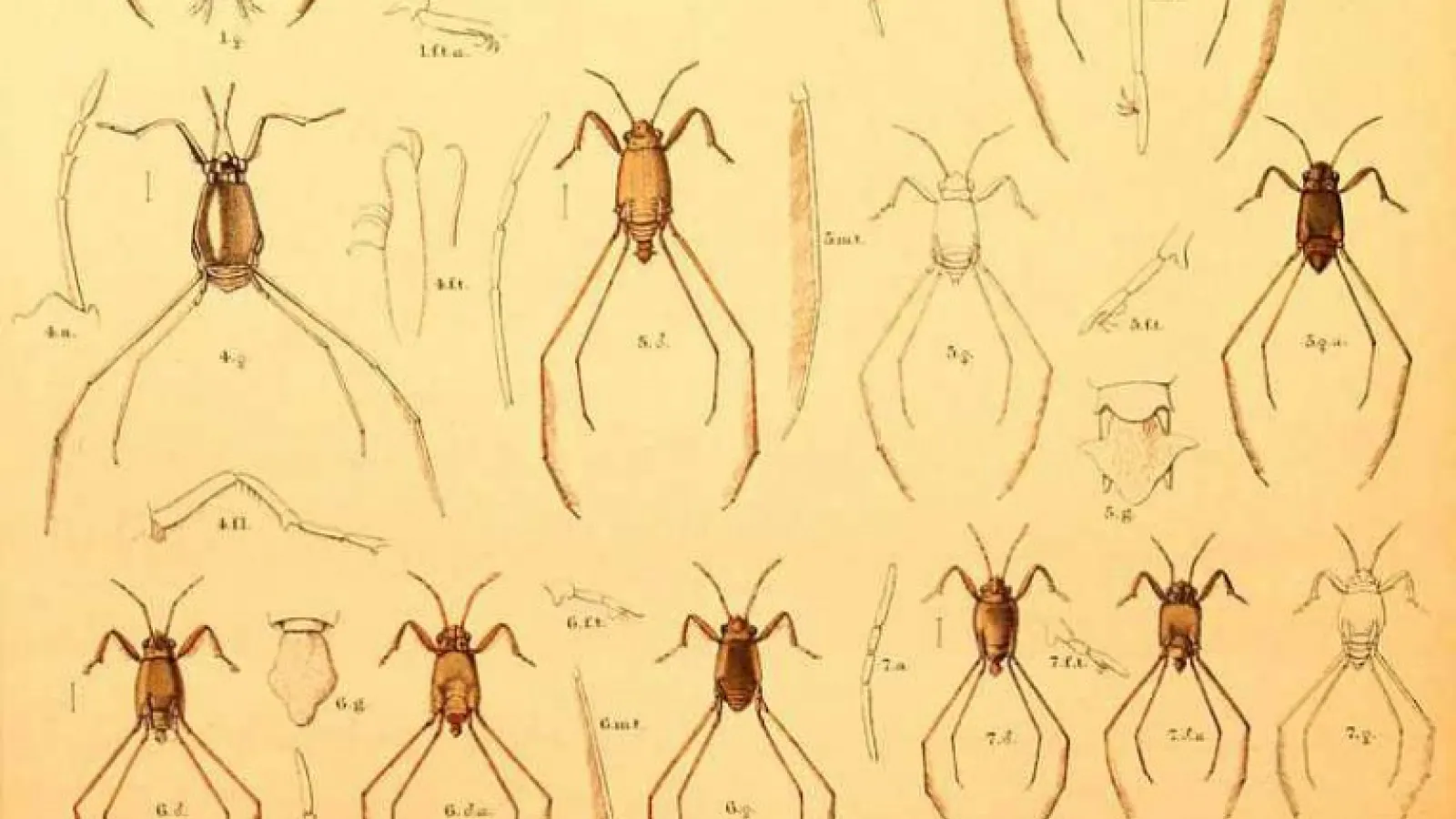 pelagic hemiptera