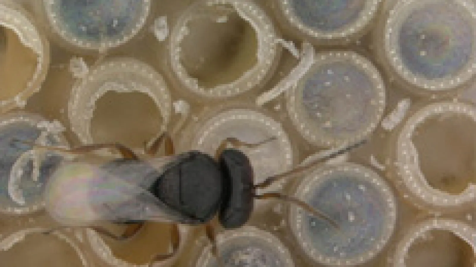 wasp