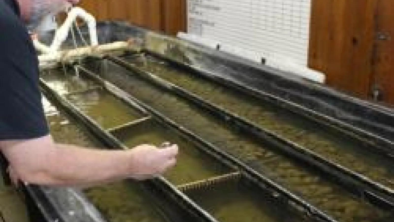 Tom Watters leaning over a holding tank and examining a mussel 