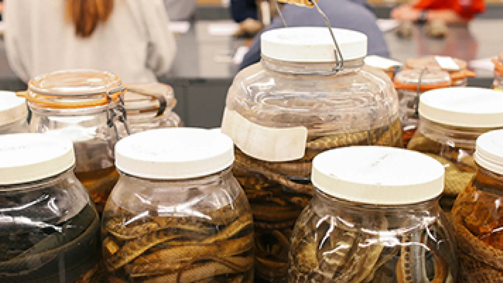 MBD specimen jars