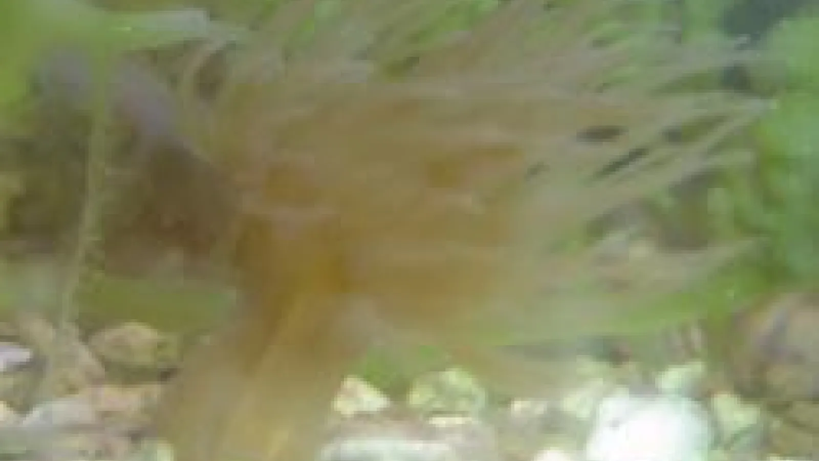 closeup of Aiptasia on gravel in aquarium