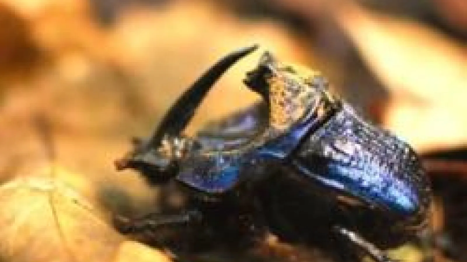 dung beetle crawling on ground