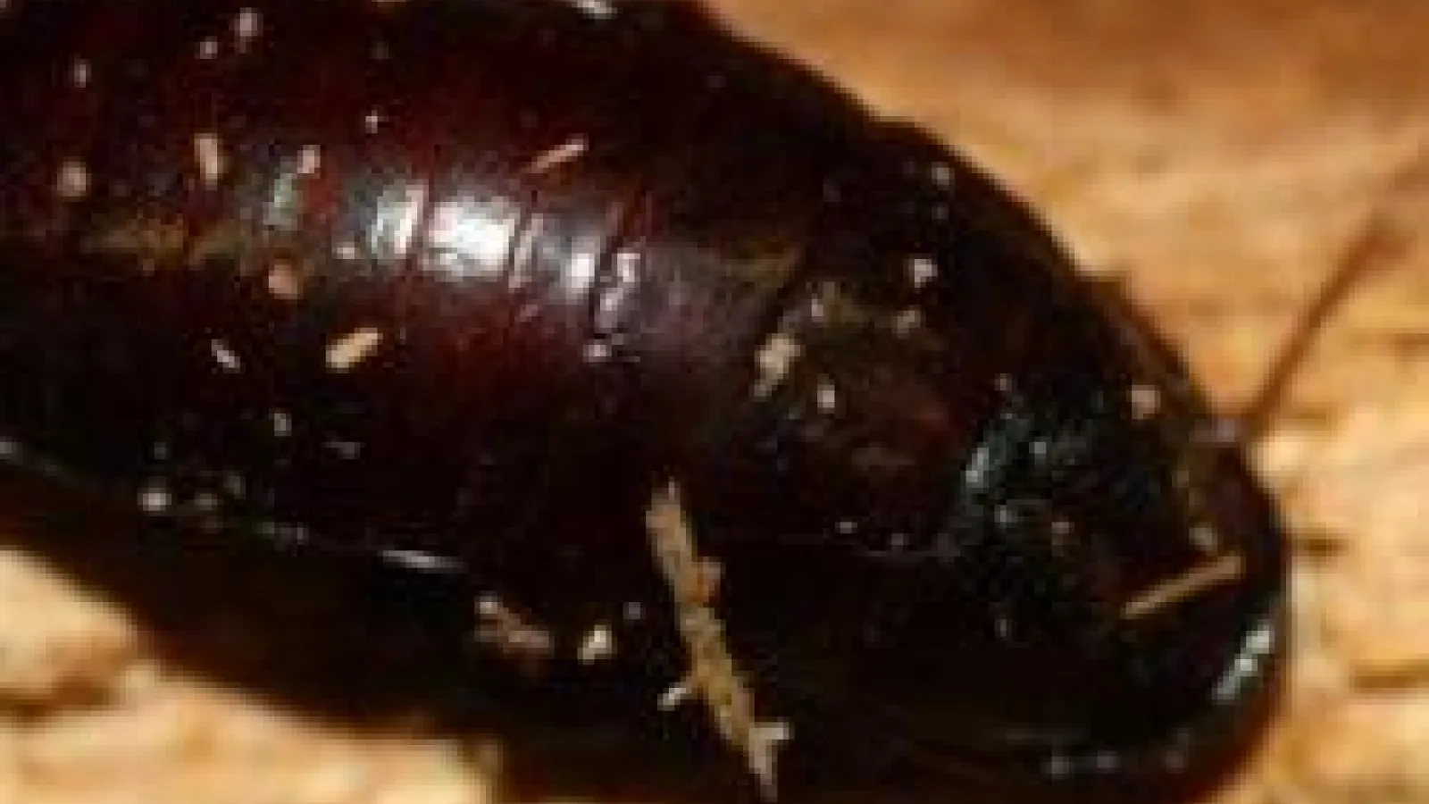 closeup of Madagascar hissing cockroach