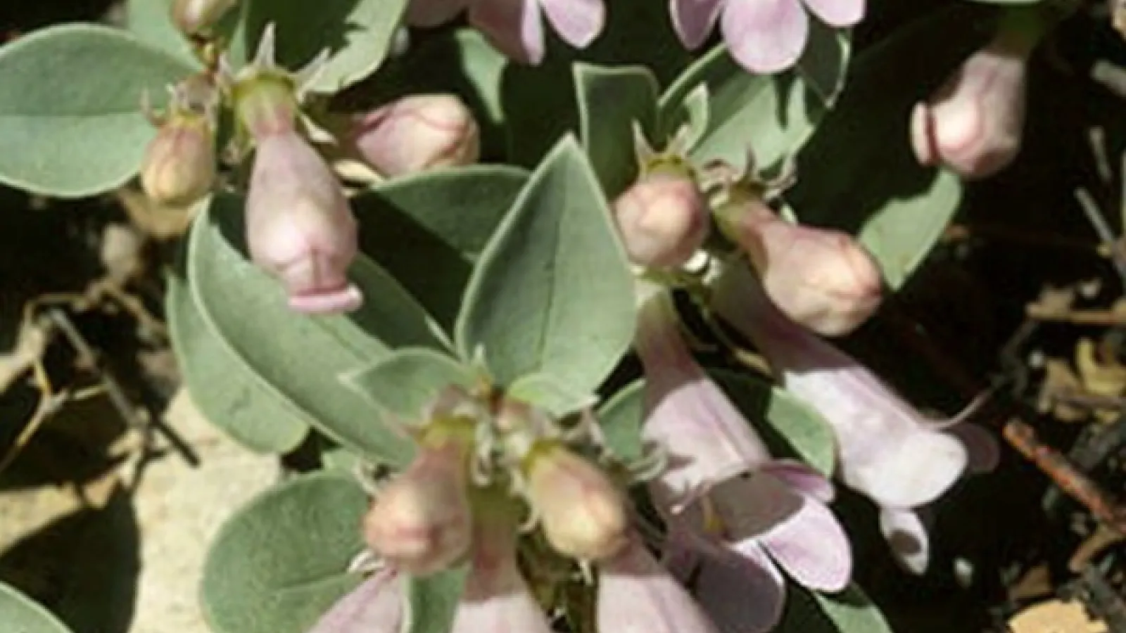Penstemon debilis 