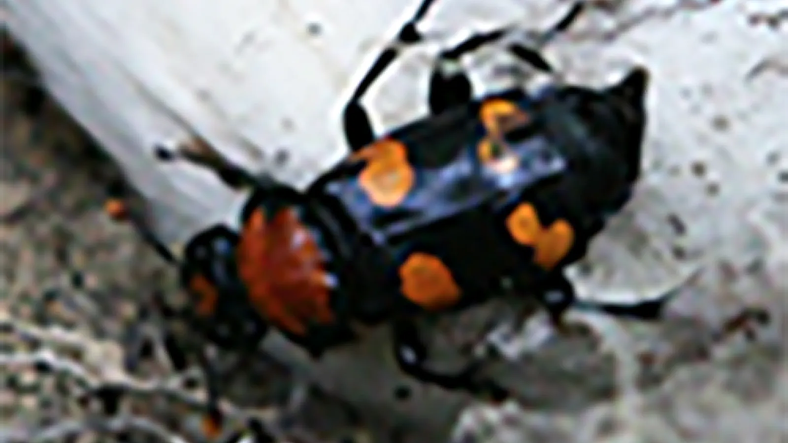 American Burying Beetle