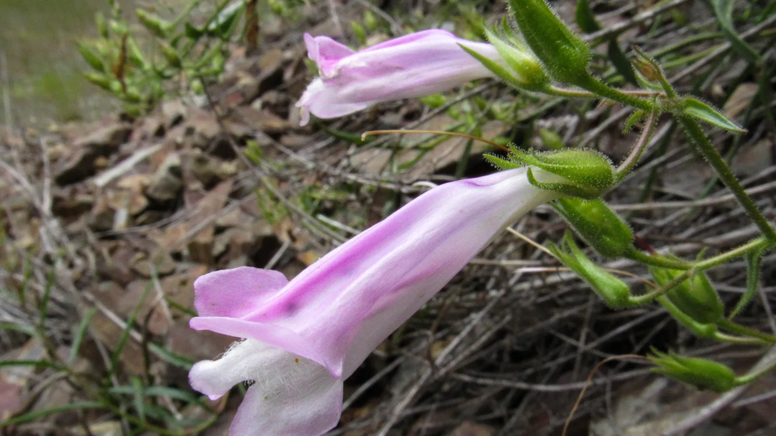 Penstemon lyallii