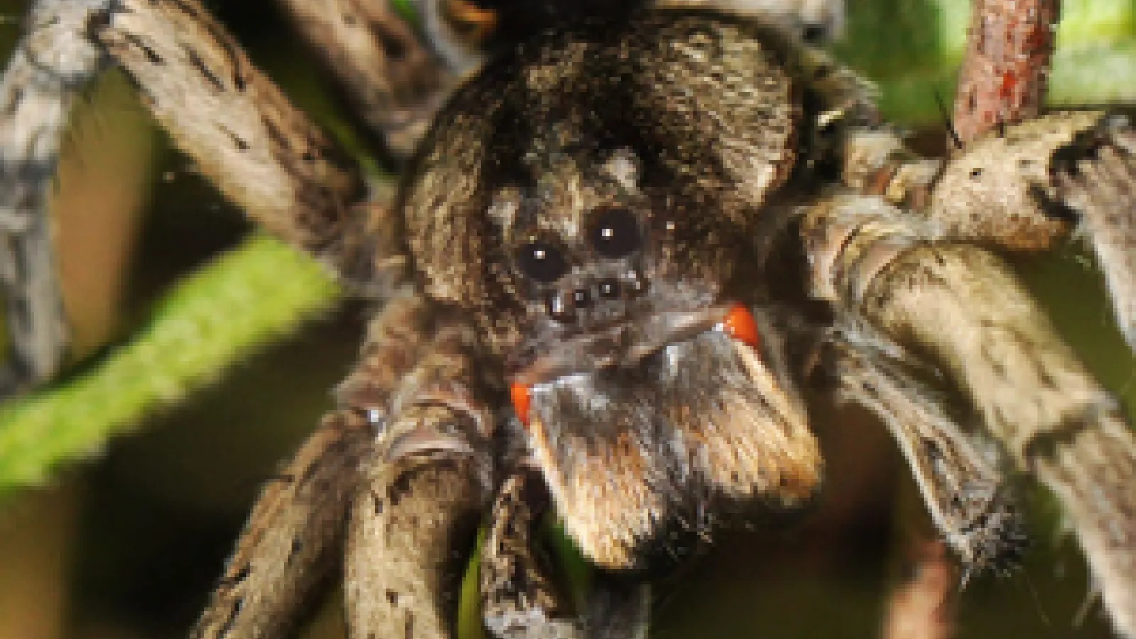 tarantula closeup