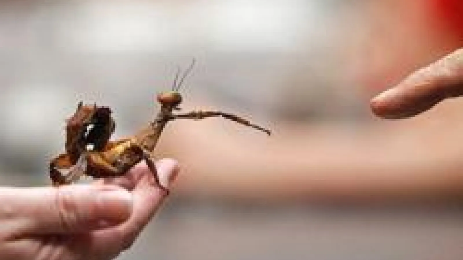 closeup of hand holding leaf insect reaching out to another person's finger