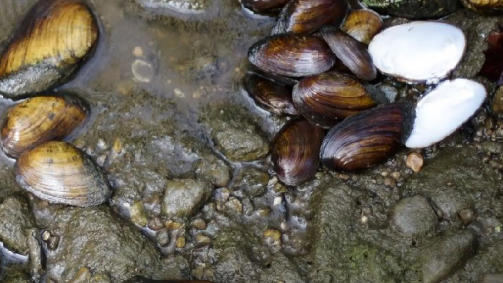 mussel die off - Dispatch