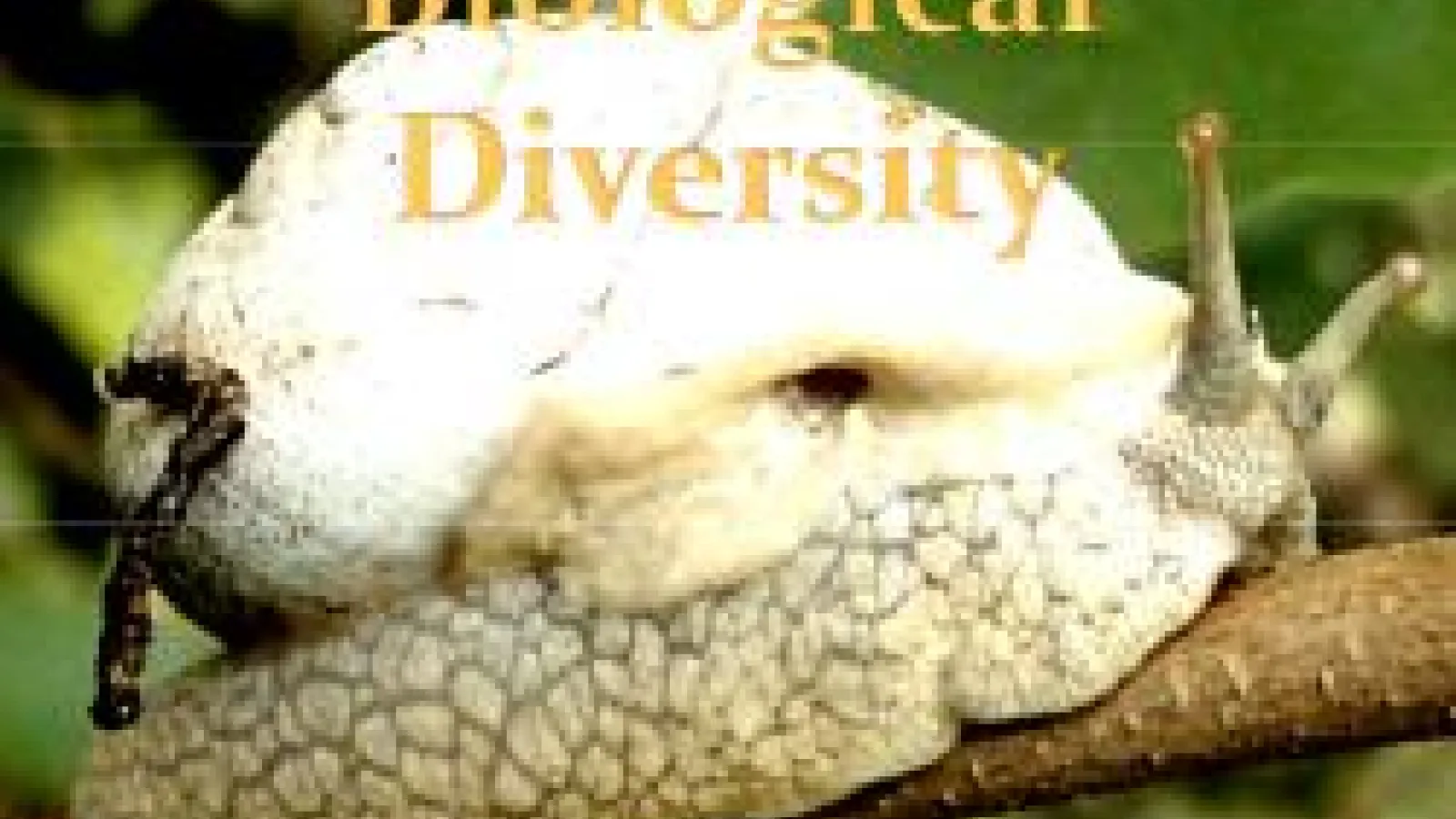 screenshot of MBD newsletter showing a land snail