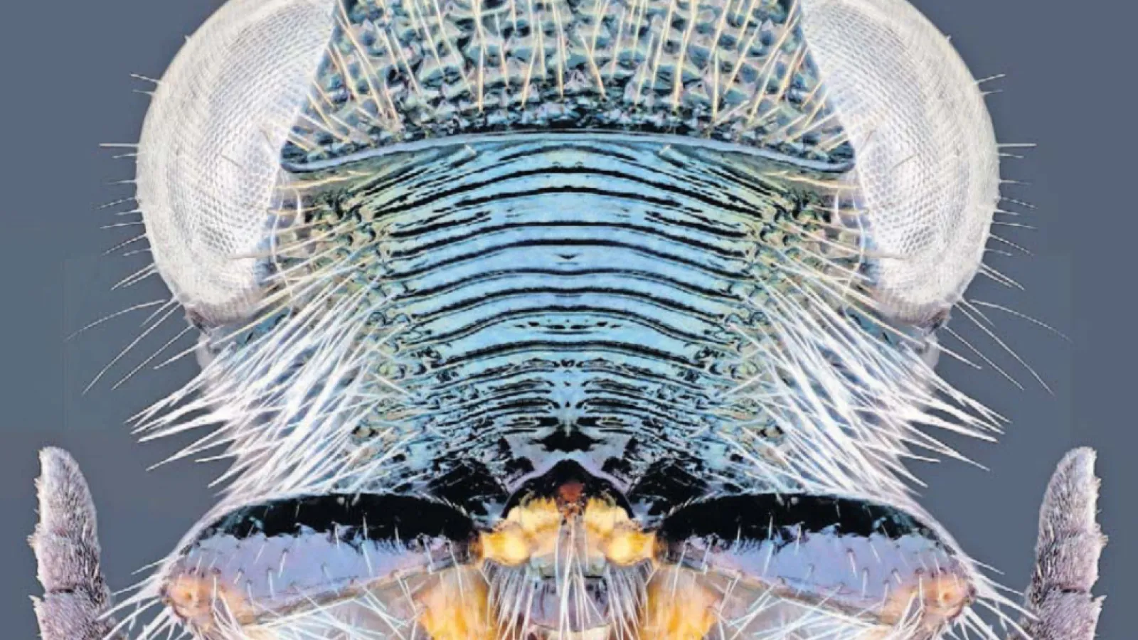 parasitoid closeup