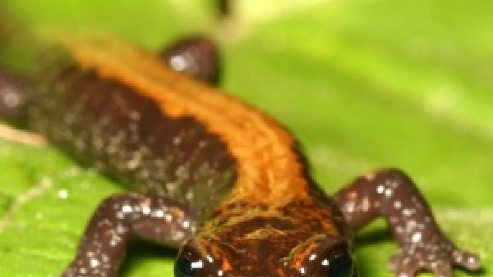 closeup of Plethodon idahoensis on a leaf