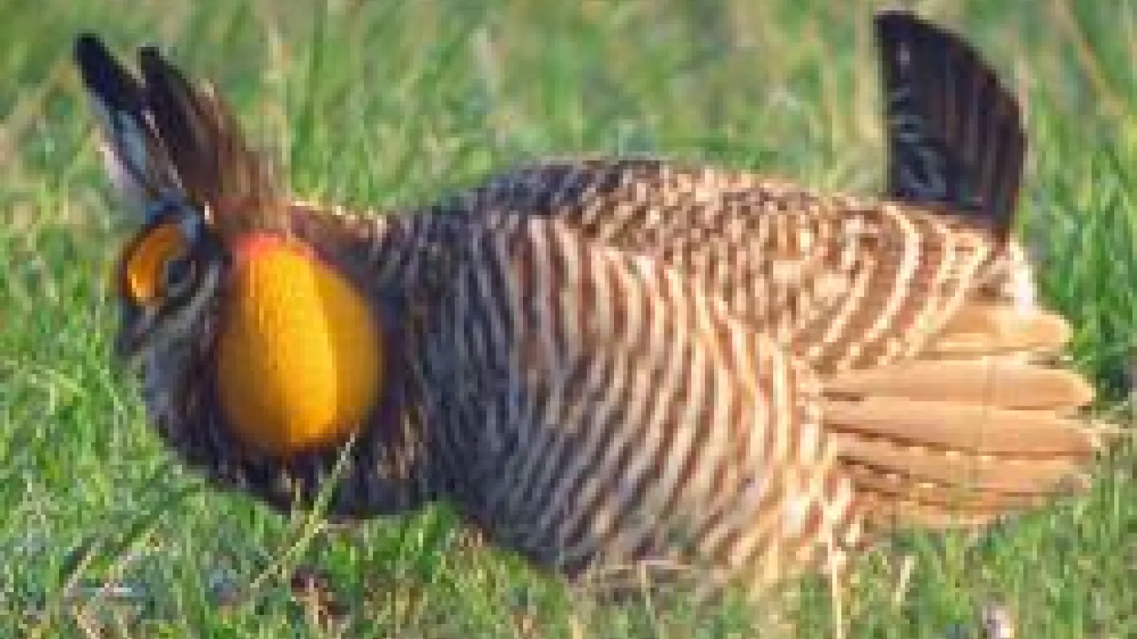 closeup of Male Greater Prairie Chicken displaying in grass