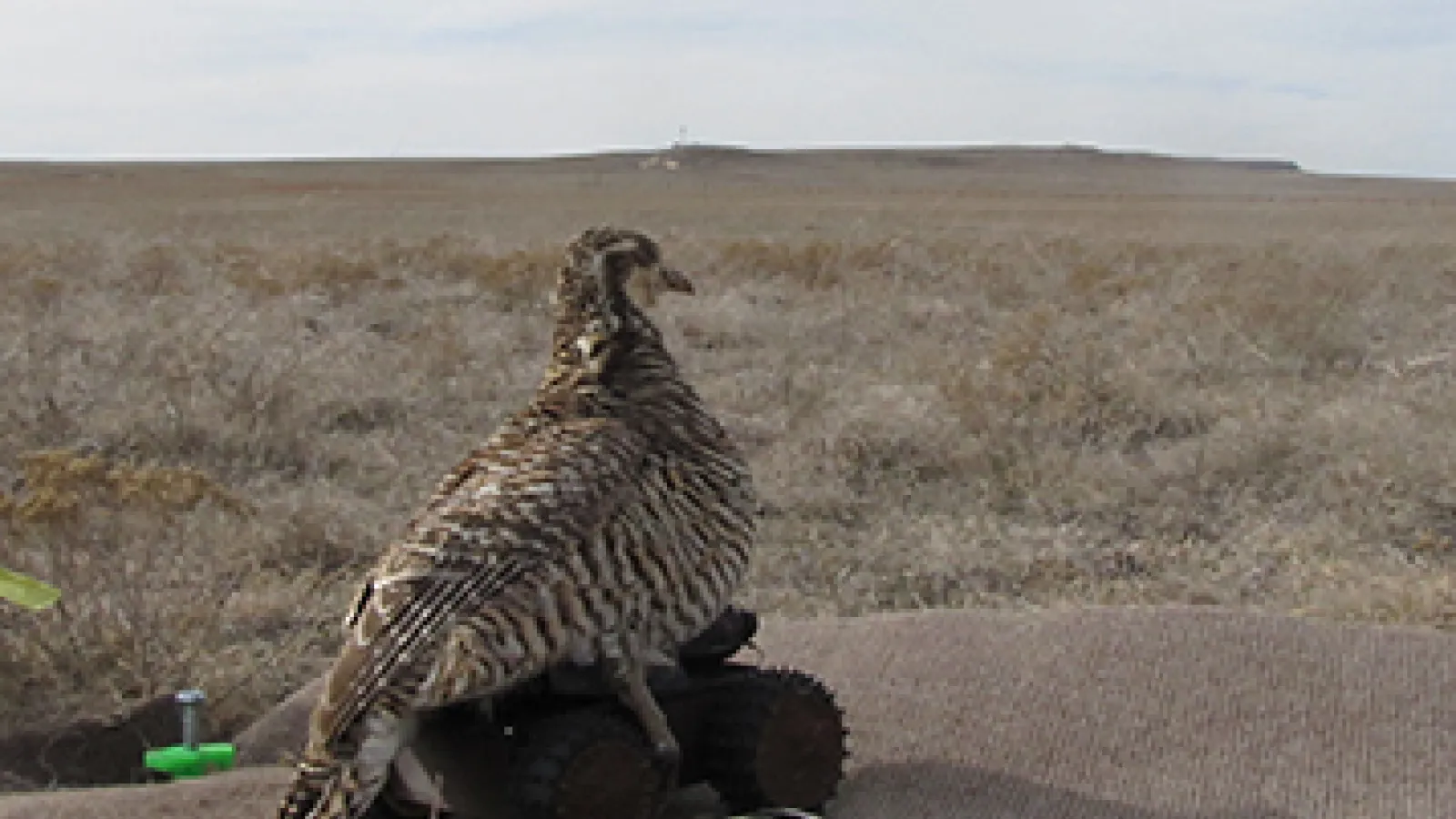 RC Chicken