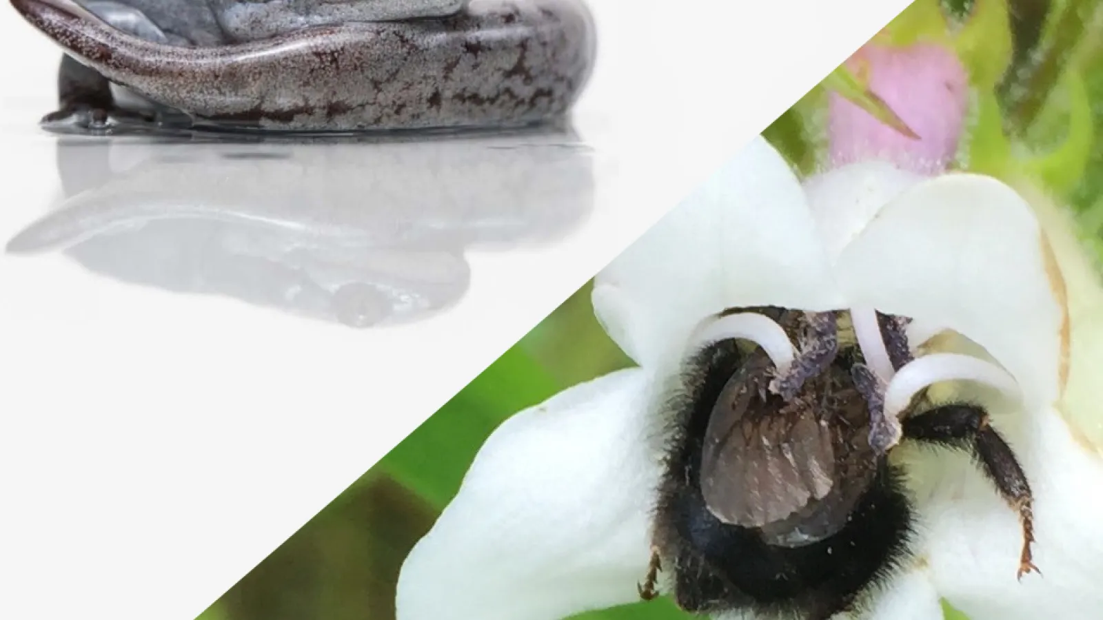 salamander & bee