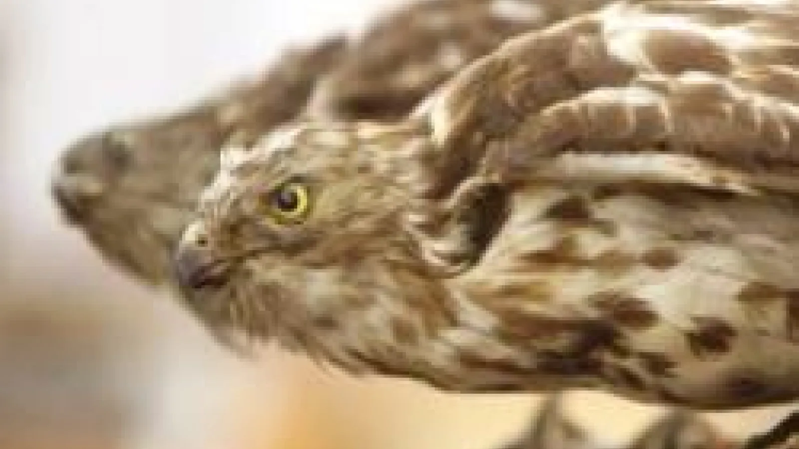 closeup of stuffed hawk from the MBD's bird collection