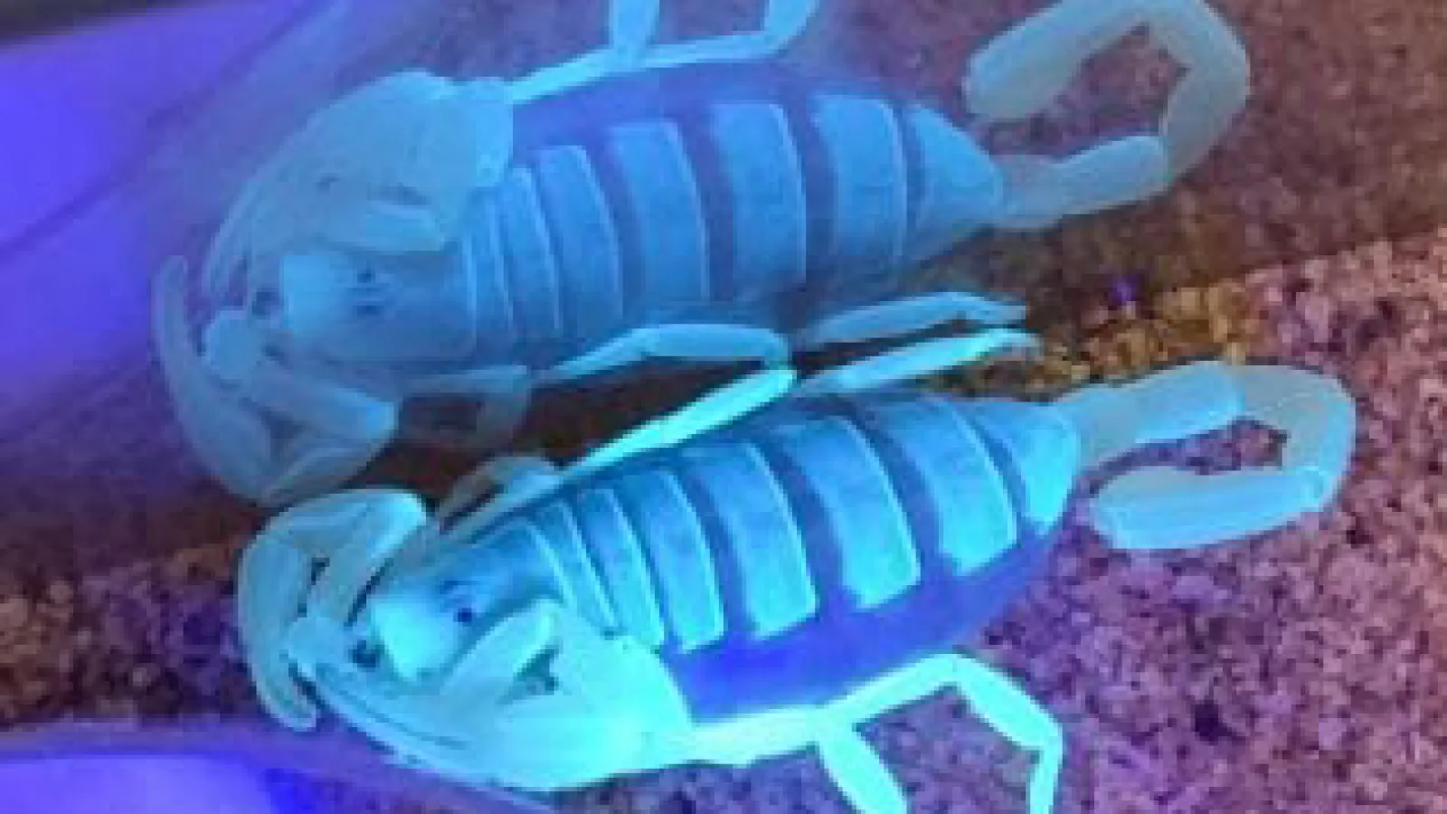 dune scorpion at insectary