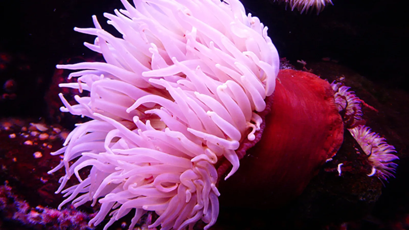 sea anemone