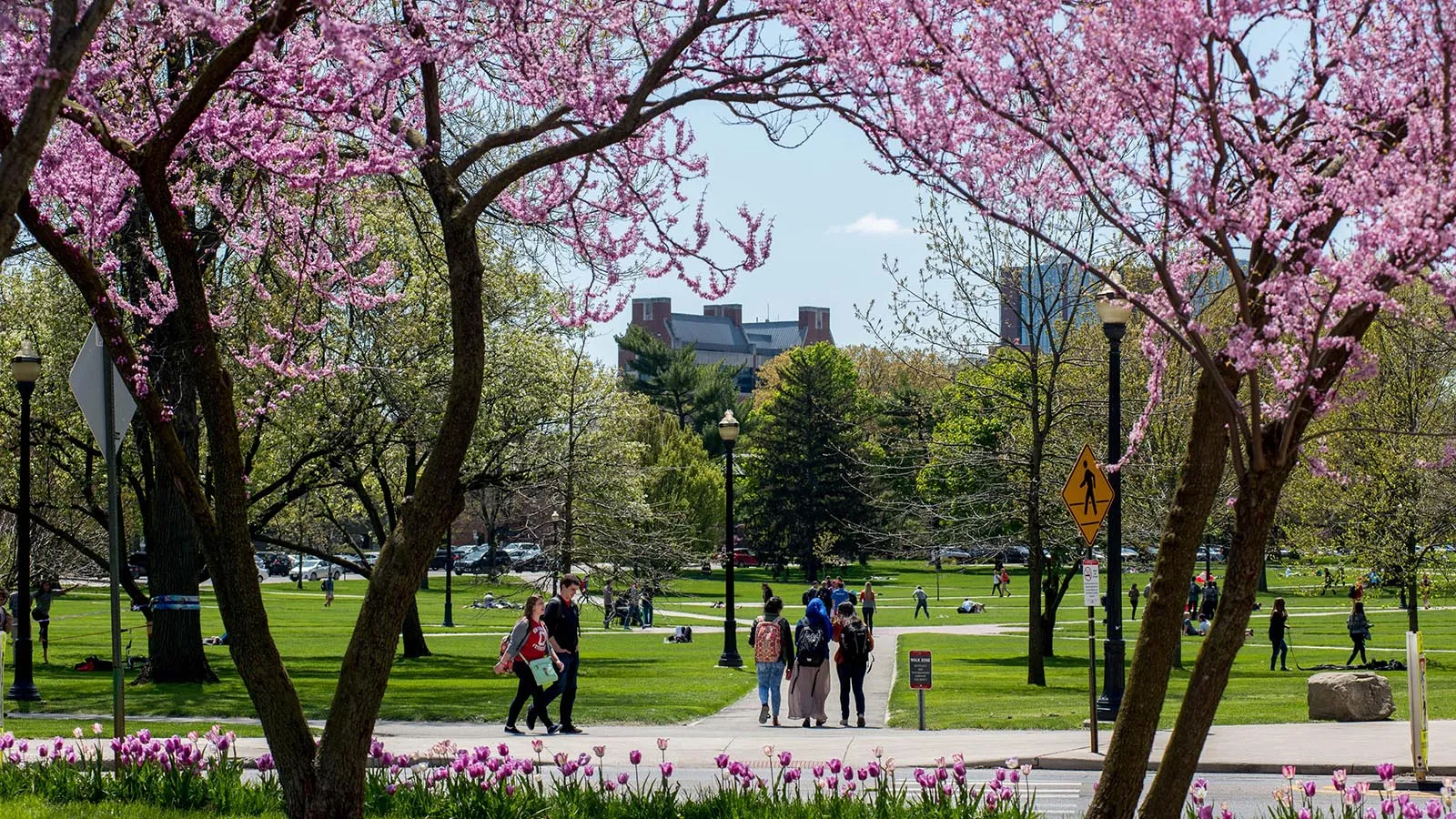 Redbuds in bloom on Oval in Spring