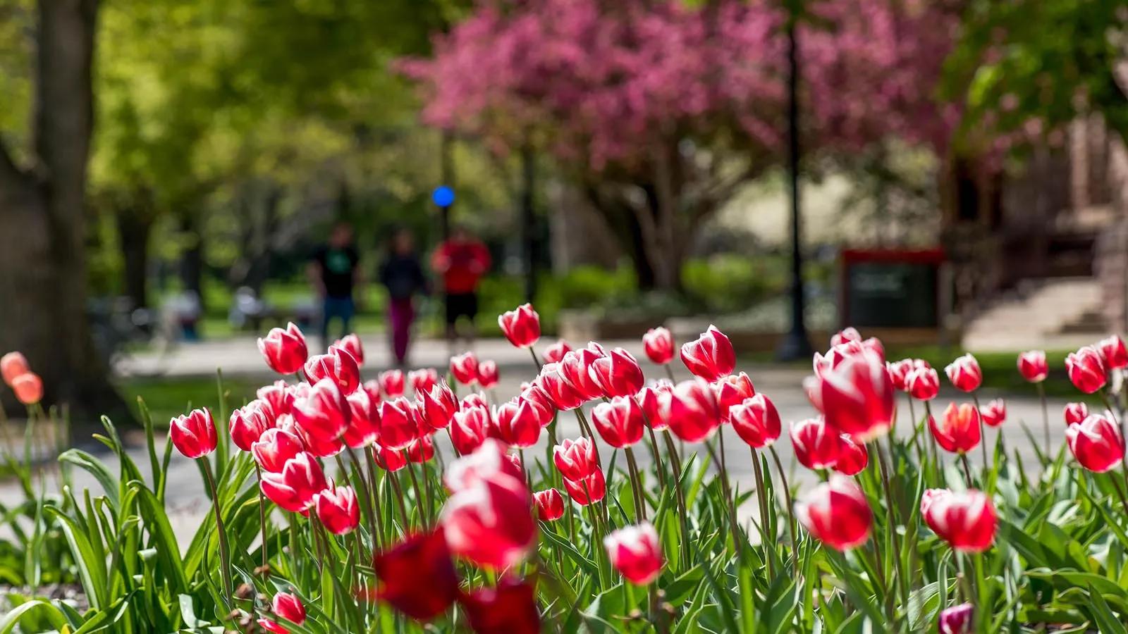 Tulips on OSU campus