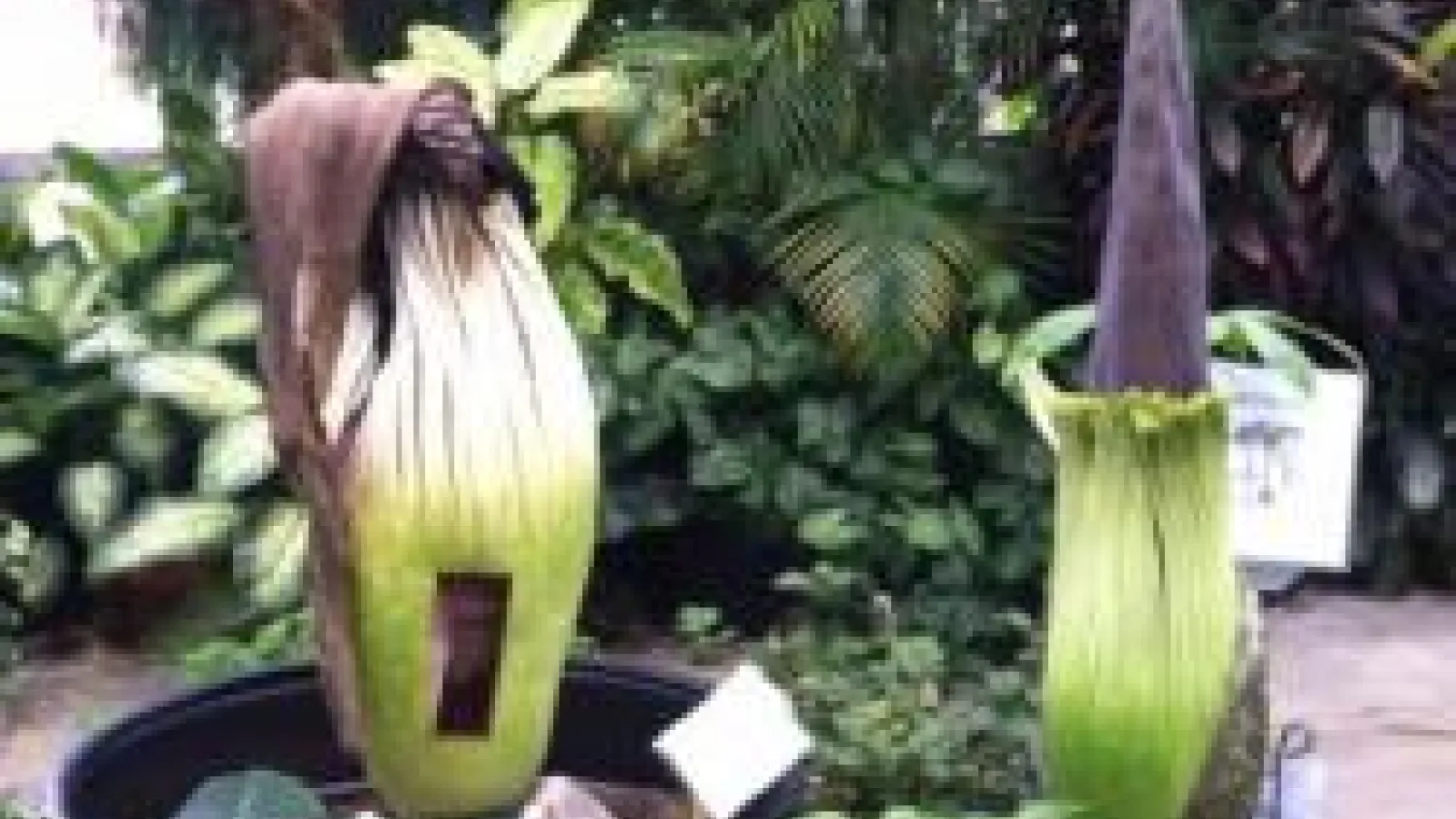 2 flowering titan arum