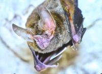 bat close-up