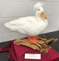 "afroduck mounted on driftwood