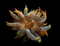 Light bulb anemone
