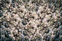 cluster of barnacles on substrate