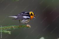 blackburnian warbler perched on branch