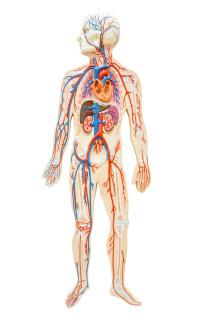 schematic of human circulatory system
