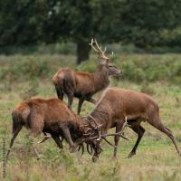 2 deer locking antlers
